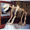 Skeleton of Ursus spelaeus, Municipal Paleontological Museum, Empoli.