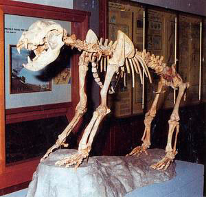 Skeleton of Ursus spelaeus, Municipal Paleontological Museum, Empoli.