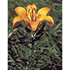 Lilium budiferum, Abetone Forestal Botanical Garden, Fontana Vaccaia, Abetone.