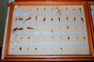 Naturalist collection: Orthoptera and Hemipters, Liceo Scientifico "A. Vallisneri", S. Anna, Lucca.