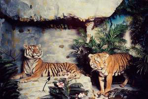 Diorama with a pair of Siberian tigers, Zoological Civic Museum - Villa Baciocchi, Capannoli.