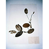 Amidei Herbarium:  Potanogeton Najadaceae, Guarnacci  Library, Volterra.