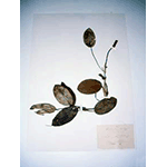 Erbario Amidei: Potanogeton Najadaceae, Biblioteca Guarnacci, Volterra.