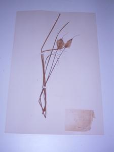 Erbario Amidei: Typhaceae Typha, Biblioteca Guarnacci, Volterra.