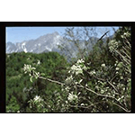 Snowy mespil (Amelanchier Ovalis Medicus), "Pietro Pellegrini" Botanical Garden of the Apuane Alps, Massa.