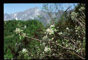 Snowy mespil (Amelanchier Ovalis Medicus), "Pietro Pellegrini" Botanical Garden of the Apuane Alps, Massa.