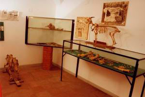Veduta d'insieme, Raccolta Archeologica di Borgo a Mozzano.