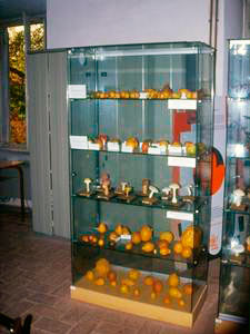 Collection of models of fruit and mushrooms, Public Botanical Garden of Lucca - "Cesare Bicchi" Botanical Museum.