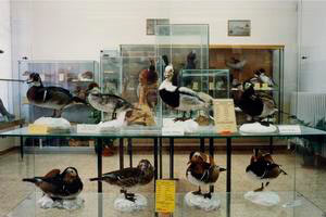 The ornithological collection: overall view,  Natural History Museum of Rosignano Solvay, - "Rosignano Friends of Nature" Association, Rosignano Marittimo.