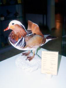 Anatra mandarina, Museo di Storia Naturale di Rosignano Solvay - Associazione "Amici della Natura Rosignano", Rosignano Solvay (Rosignano Marittimo).
