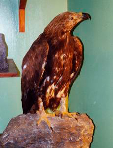 Golden eagle, "Orecchiella Park", San Romano in Garfagnana.