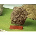 Ammonites and belemnites preserved in red ammonitic, Lower Jurassic, Mineralogical and Palaeontological Group of Fornaci di Barga.