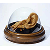 Wax anatomical model of human ear, Science and Technology Foundation, Florence.