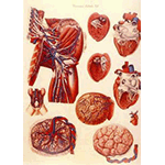 Tavola XII dei "Viscera" di Paolo Mascagni, Museo di Anatomia Umana del Dipartimento di Morfologia Umana e Biologia Applicata dell'Università degli Studi di Pisa.