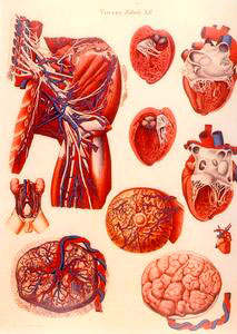 Tavola XII dei "Viscera" di Paolo Mascagni, Museo di Anatomia Umana del Dipartimento di Morfologia Umana e Biologia Applicata dell'Universit degli Studi di Pisa.