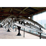 Complete skeleton of Blue Whale, Museum of Natural History and of the Territory, Calci.