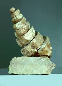 Modello interno di Gasteropode (Cerithium giganteum), Museo di Storia Naturale e del Territorio di Calci.