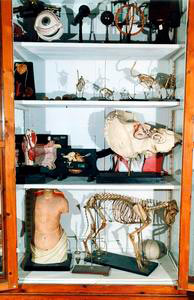 Anatomical models for educational use, Department of Physiology and Biochemistry,University of Pisa.