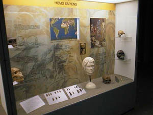 Display window in the "Room of Man", Museum of Natural History of the Mediterranean, Livorno.