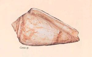 Struncularius trunculus, Paleontological Museum, Poggibonsi.