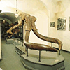 Elephas (Archidiskodom), Palaeontological Museum of the Accademia Valdarnese del Poggio, Montevarchi.