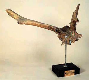 Parts of the skull of Cervus elaphus, Palaeontological Museum of the Accademia Valdarnese del Poggio, Montevarchi.