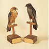 Falco cuculo (Falco vespertinus); a destra, maschio adulto, Museo Ornitologico "Carlo Beni", Stia.