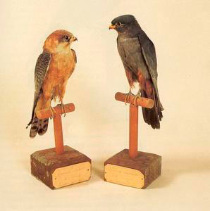 Red-footed falcon (Falco vespertinus); at right, adult male, Ornithological Museum "Carlo Beni", Stia.