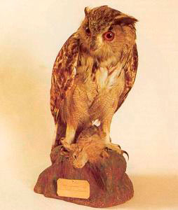 Great grey owl (Bubo Bubo), Ornithological Museum "Carlo Beni", Stia.