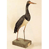 Cicogna Nera (Ciconia Nigra), Museo Ornitologico "Carlo Beni", Stia.