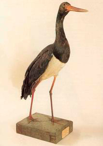 Black Stork (Ciconia Nigra), Ornithological Museum "Carlo Beni", Stia.