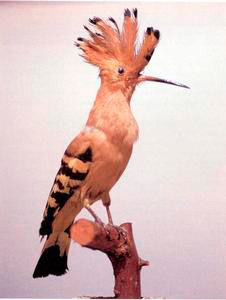 Hoopoe, Ornithological Museum, San Gimignano.
