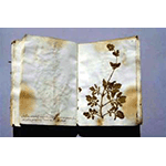 Erbario anonimo senese, sec. XVIII, Herbarium Universitatis Senensis, Siena.