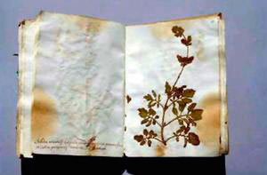 Erbario anonimo senese, sec. XVIII, Herbarium Universitatis Senensis, Siena.