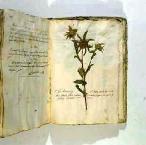 Erbario di Lorenzo Panducci, 1770 circa, Herbarium Universitatis Senensis, Siena.