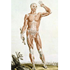 Tavola anatomica di Paolo Mascagni, Museo di Storia Naturale dell'Accademia dei Fisiocritici, Siena.