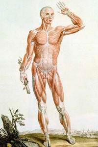 Tavola anatomica di Paolo Mascagni, Museo di Storia Naturale dell'Accademia dei Fisiocritici, Siena.