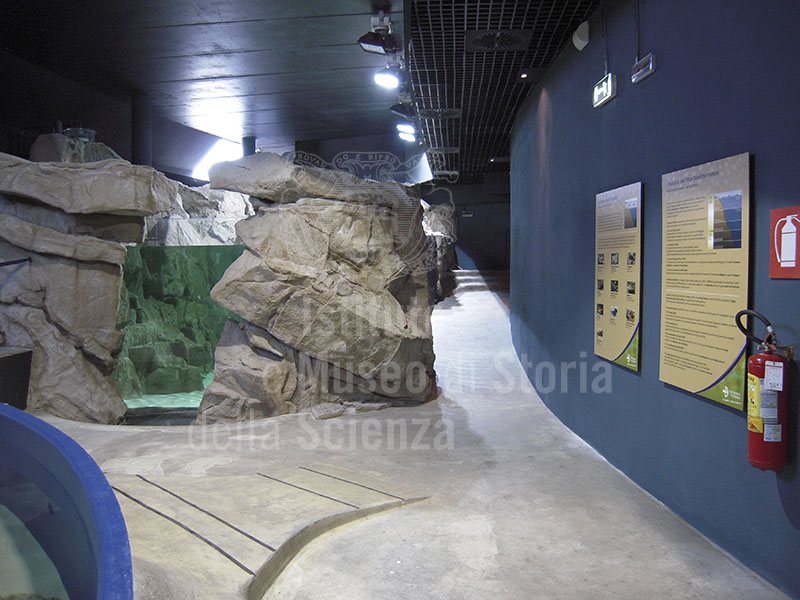 Interior of the "Diacinto Cestoni" Communal Aquarium, Livorno.