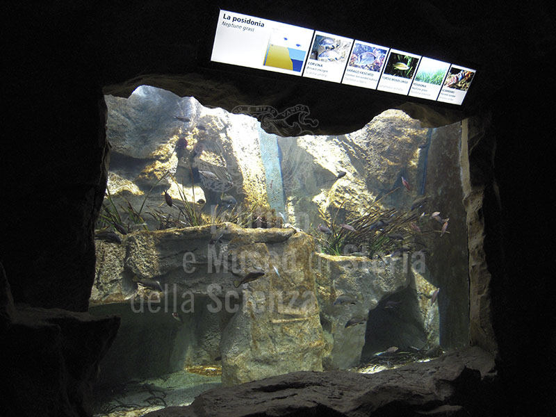 Tank with Mediterranean fishes housed in the "Diacinto Cestoni" Communal Aquarium, Livorno.