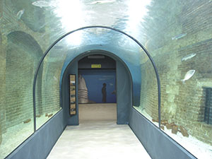 Gallery with fishes from the dock at Leghorn, "Diacinto Cestoni" Communal Aquarium.
