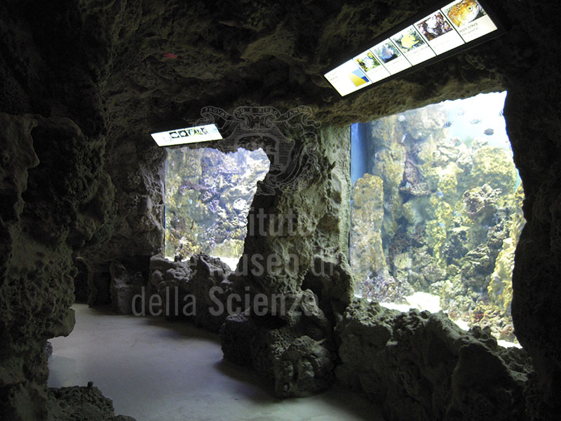 Tanks with Tropical fishes Aquarium tanks inside the "Diacinto Cestoni" Communal Aquarium, Livorno.