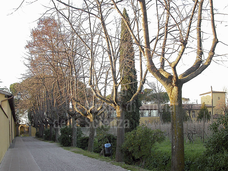 Viale alberato di ingresso, Villa Montalvo, Campi Bisenzio.