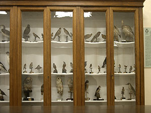 Naturalist collection, Casalanzio Institute, Empoli.