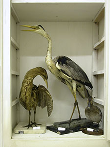 Naturalist collection, Casalanzio Institute, Empoli.