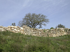 Un tratto della cinta muraria di Roselle.