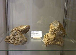 Stalactites,Museo della Mineralogia e della Geologia dell'Isola del Giglio.