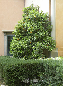 Giardino di Palazzo Guicciardini, Firenze.
