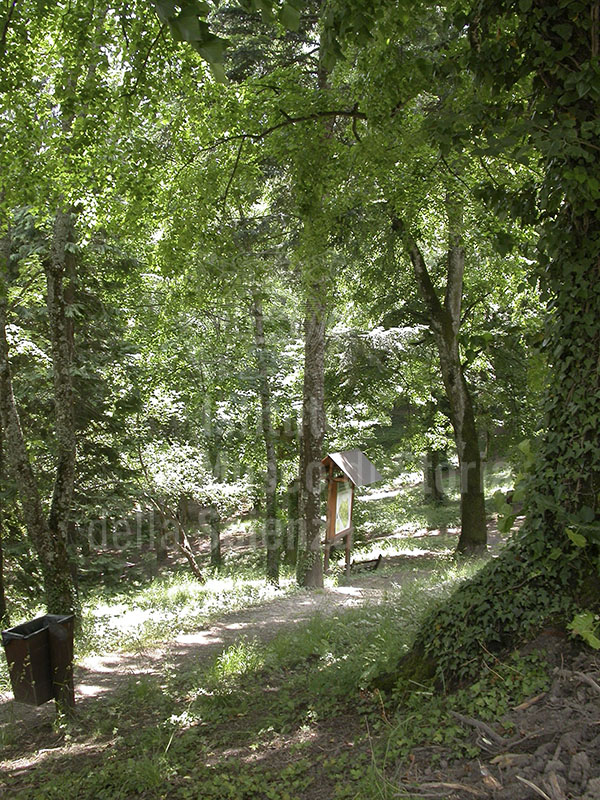 Sentiero all'interno dell'Arboreto "Carlo Siemoni", Badia a Prataglia, Poppi.