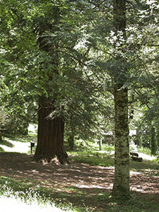 Arboreto "Carlo Siemoni", Badia a Prataglia, Poppi.