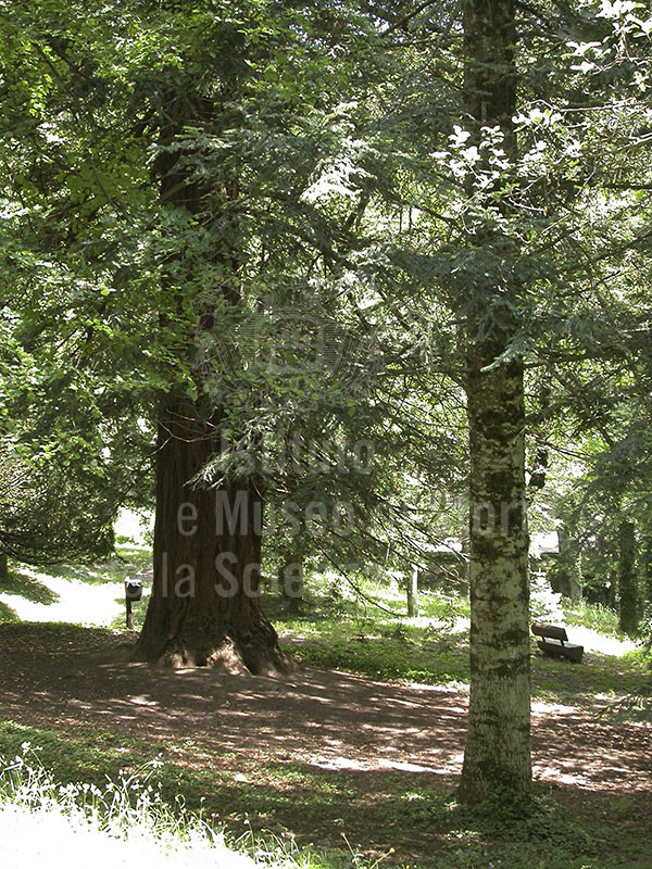 "Carlo Siemoni"  Arboretum, Badia a Prataglia, Poppi.